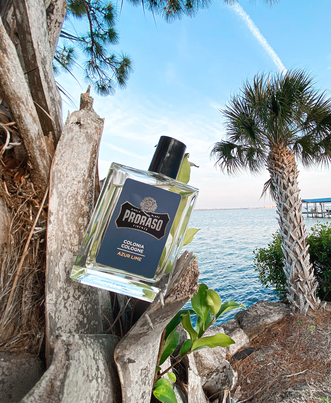 Azur Lime Cologne sitting in palm tree with the ocean in background