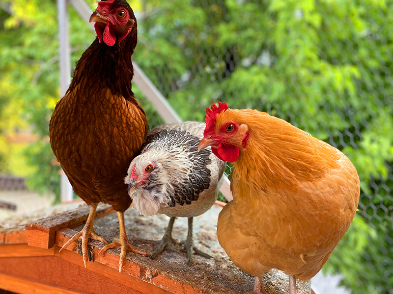 Daniela's chickens, AKA "The Girls": Big Red, Double D, and Sophia